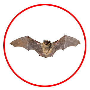 Wildlife pest Control dubai