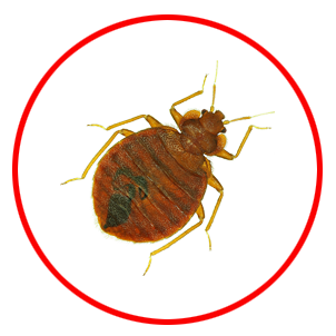 Bed Bug Control dubai