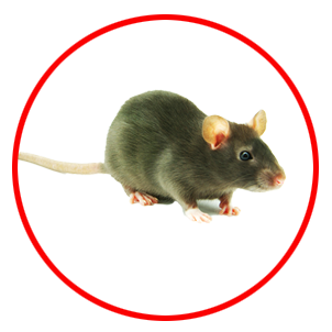 Rodent Control dubai